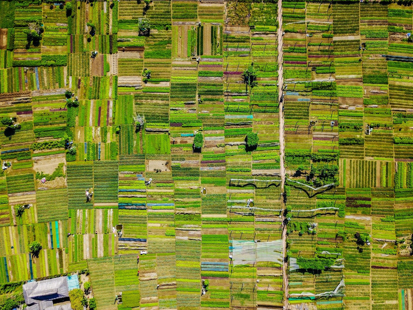 Agricultural Emissions-1