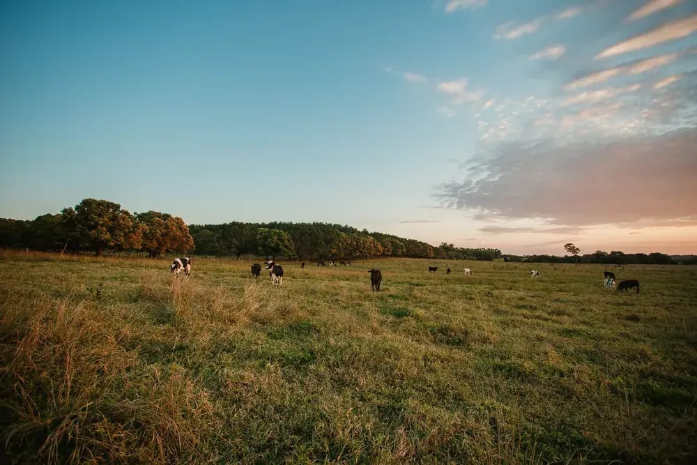 Cows grazing in a pasture at sunset