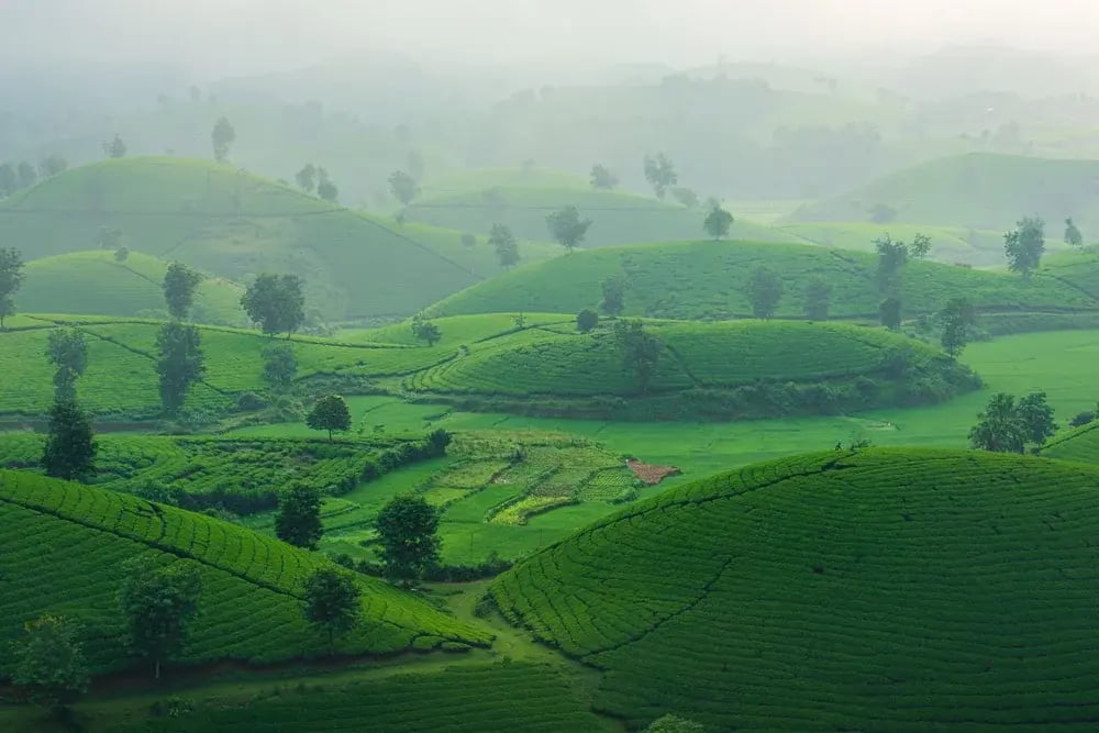Green tea plantations across misty hills