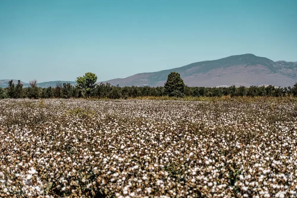 Cotton field ready for harvest with hills in the distance