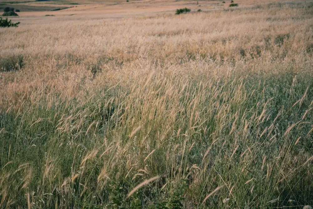 Wild grasses in a sunlit field