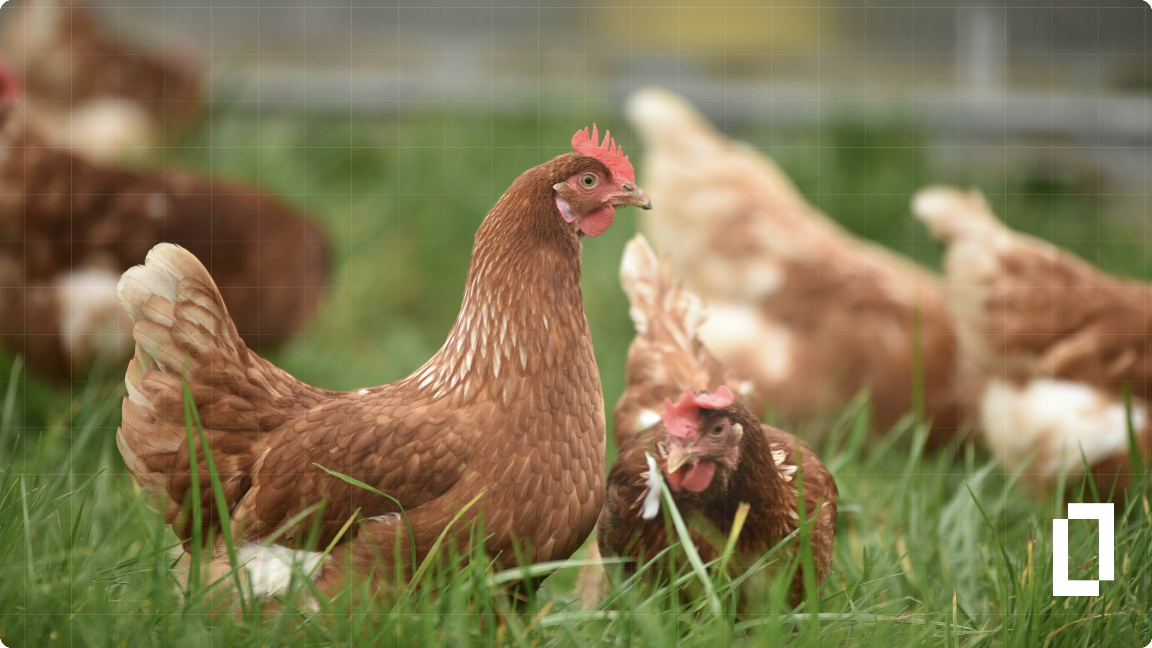 Decarbonizing poultry: emission hotspots and FLAG levers