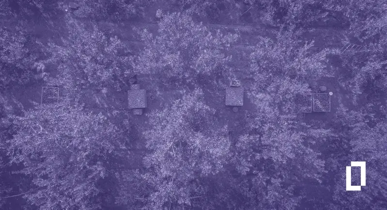 Agricultural commodity emissions: aerial view of an apple orchard at harvest, with fruit bins between the tree rows