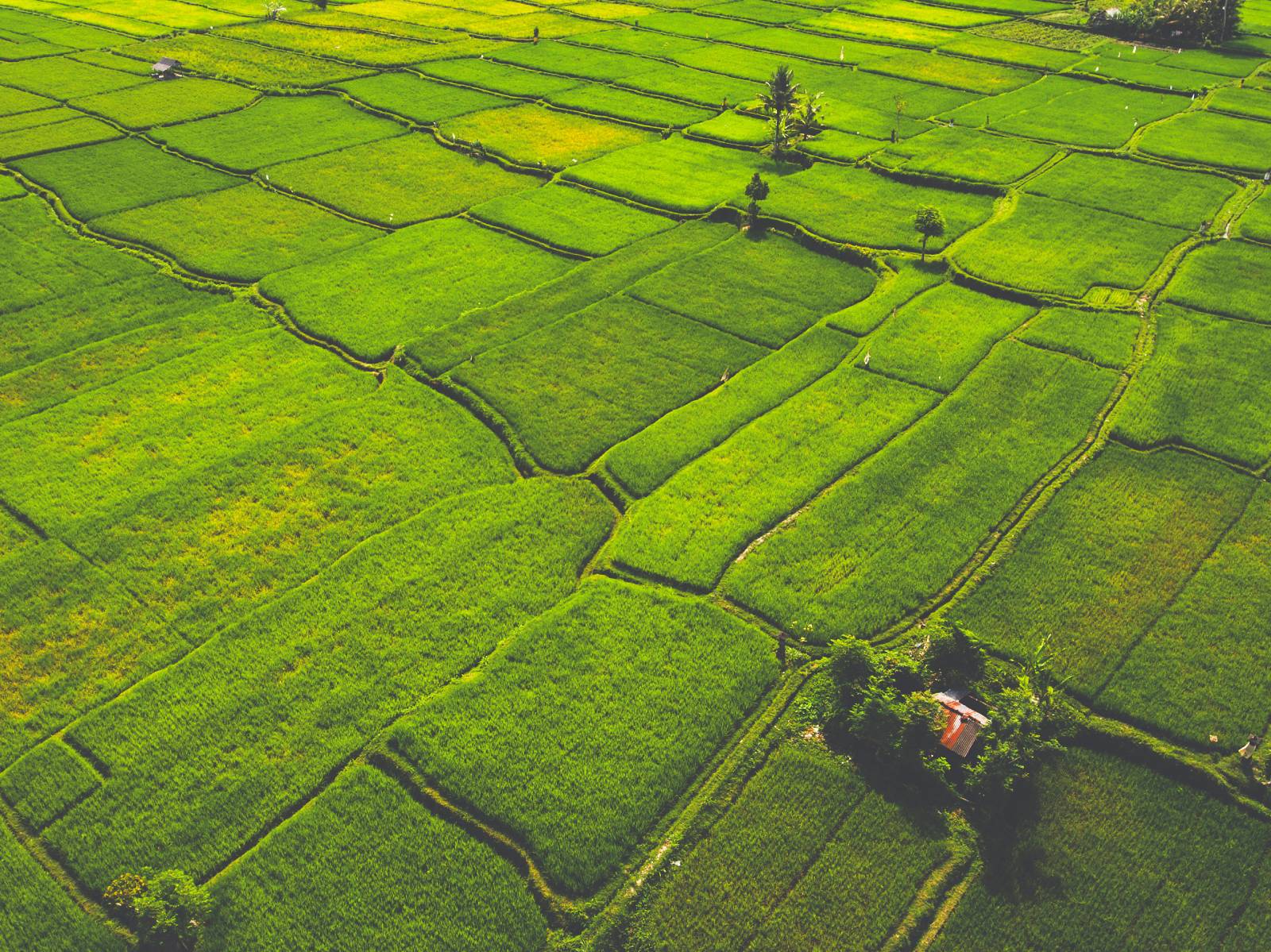 Forest, Land and Agriculture Sector Forest, Land and Agriculture Sector
