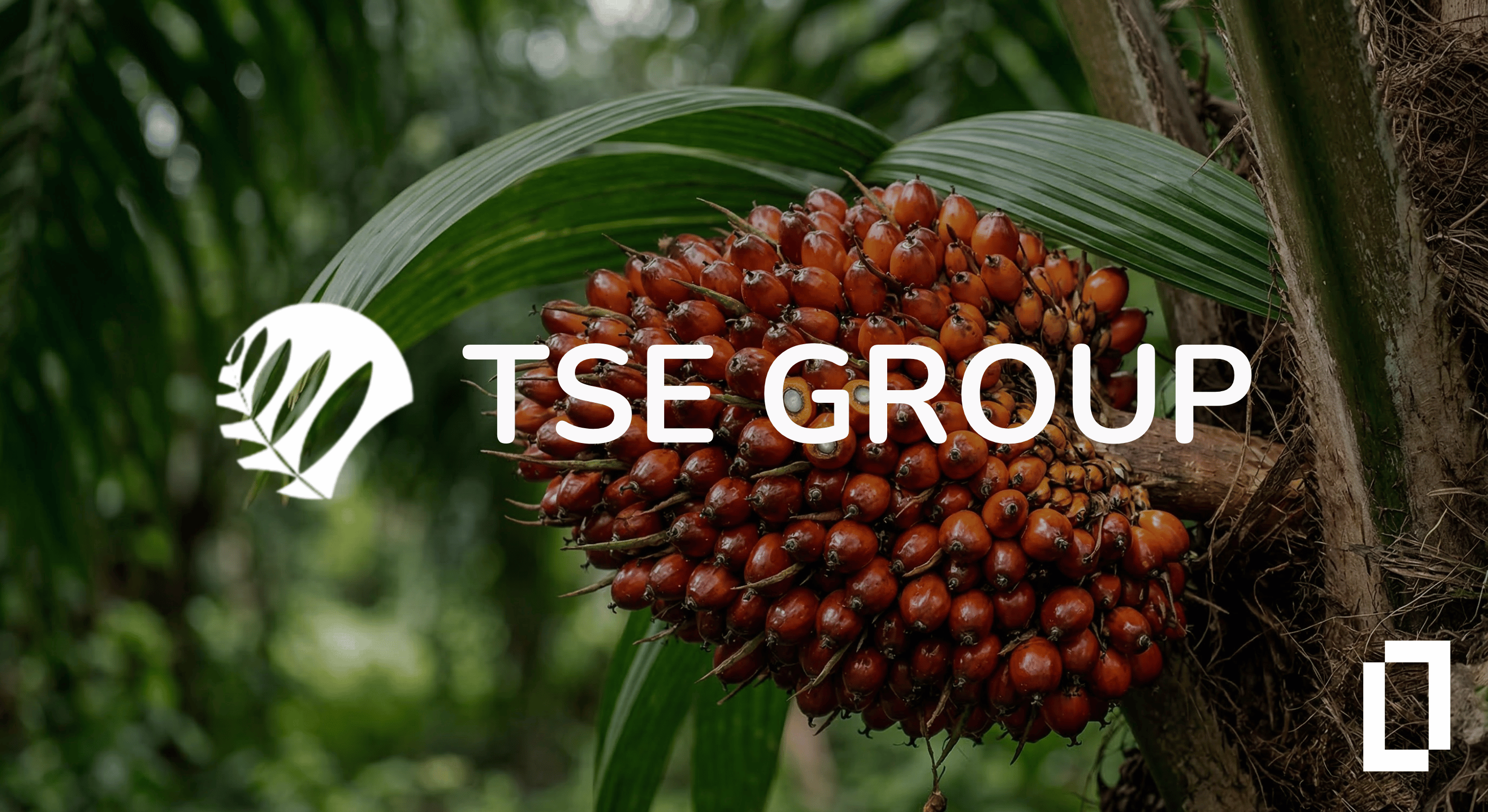 Palm fruit bunch close up with TSE group logo superimposed 