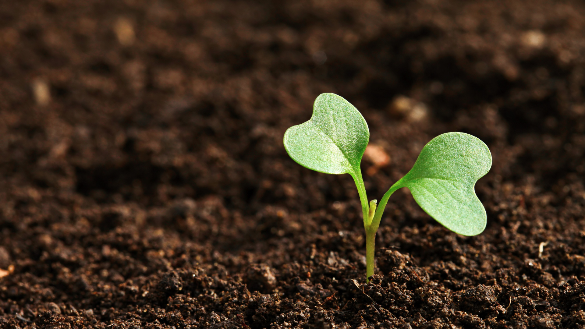 What Do California’s Climate Regulations Mean For Agri-food Companies?