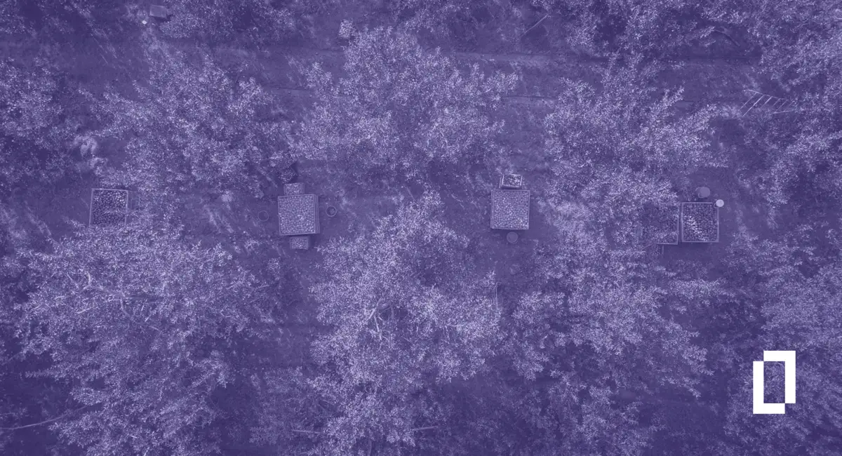 Agricultural commodity emissions: aerial view of an apple orchard at harvest, with fruit bins between the tree rows