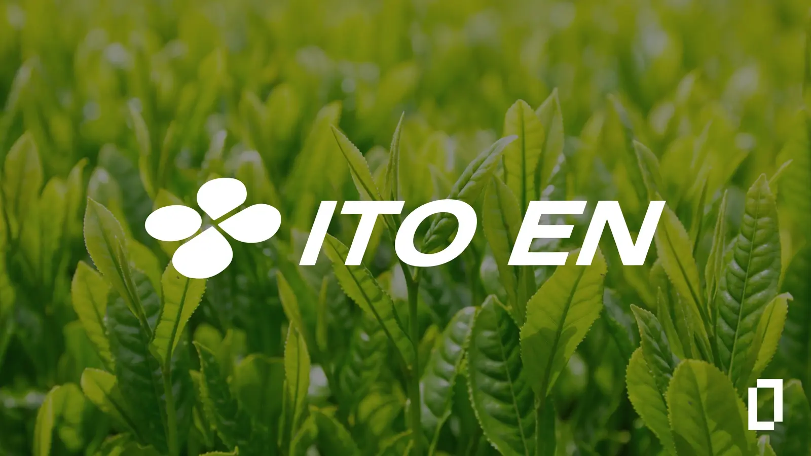ITO EN logo over a field of fresh green tea leaves